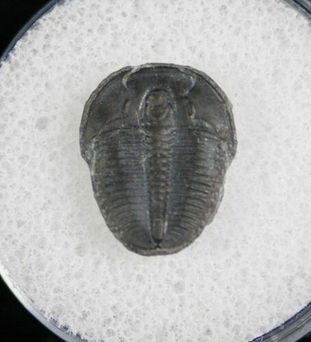 / Elrathia Trilobite Fossil - Utah #6709